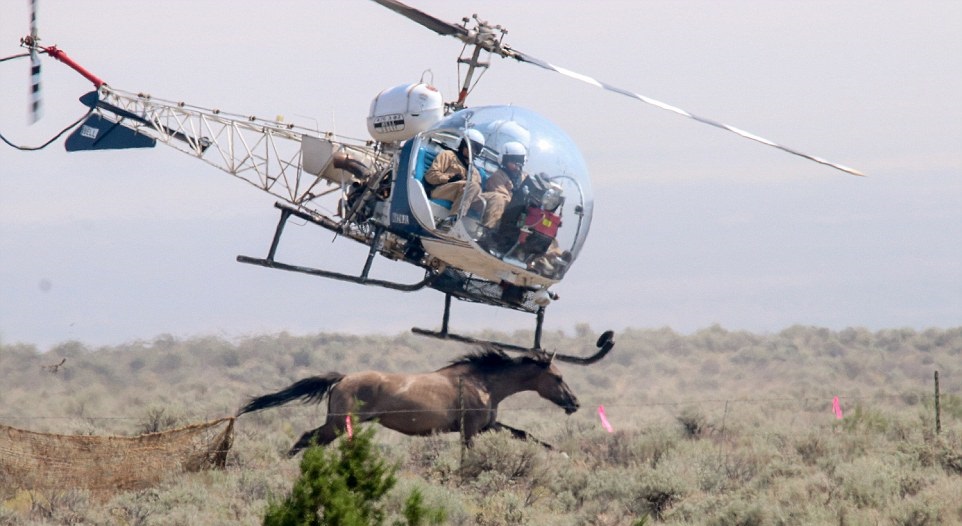 Terrified Wild Horses